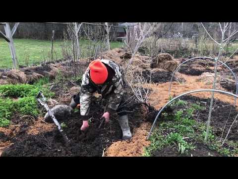 Seaberry: Propagating from Runners