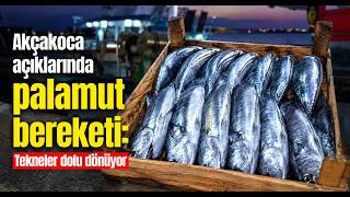  Akçakoca Açıklarında Palamut Bereketi Tekneler Dolu Dönüyor