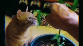 Download lagu Kucing Makan Daun Ganja😬 mp3