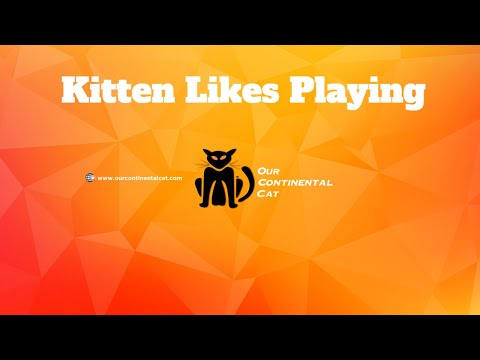 Kitten wants to play a real play machine