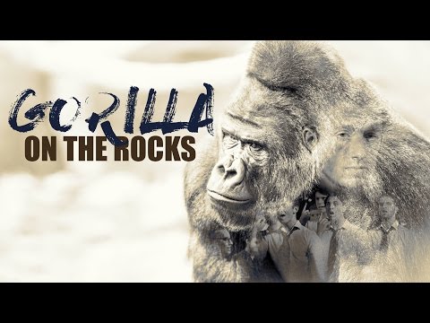 On the Rocks - Gorilla [OFFICIAL MUSIC VIDEO]