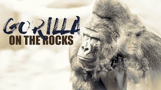 On the Rocks - Gorilla [OFFICIAL MUSIC VIDEO]