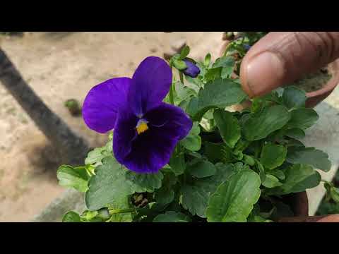 How to care pensy flower