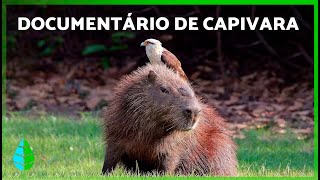 Miniatura do vídeo