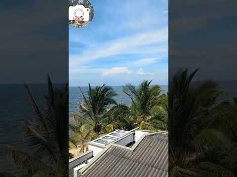 Diomedaso en la playa de Córdoba