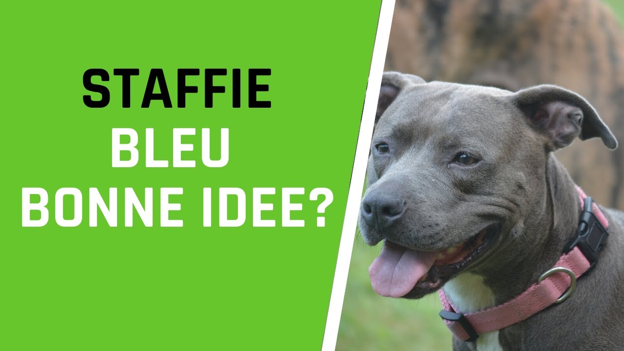FAUT IL ACHETER UN STAFFIE BLEU