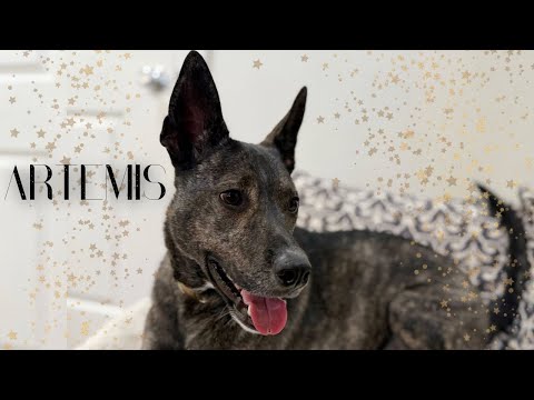 Artemis the Goddess of Snuggles