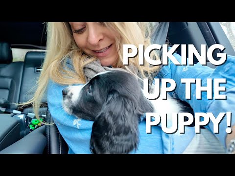 Picking up THE PUPPY!