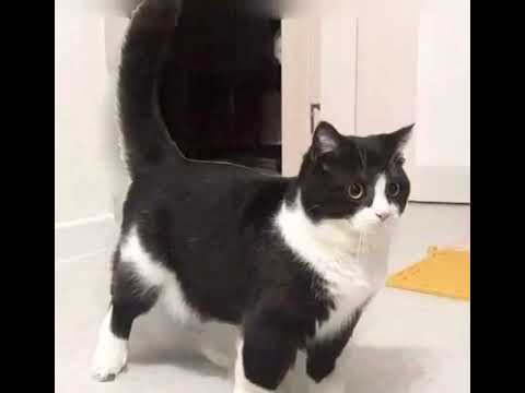 Nokia Arabic ringtone cat