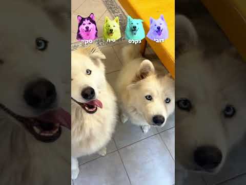 כנסו לסרטון המלא!