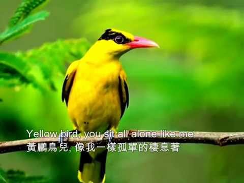 ❤♫ Brothers Four - Yellow bird (1960) 黃鸝鳥