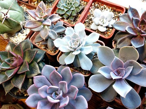 ✿ОБЗОР МОИХ КАКТУСОВ И СУККУЛЕНТОВ✿ | мои комнатные растения