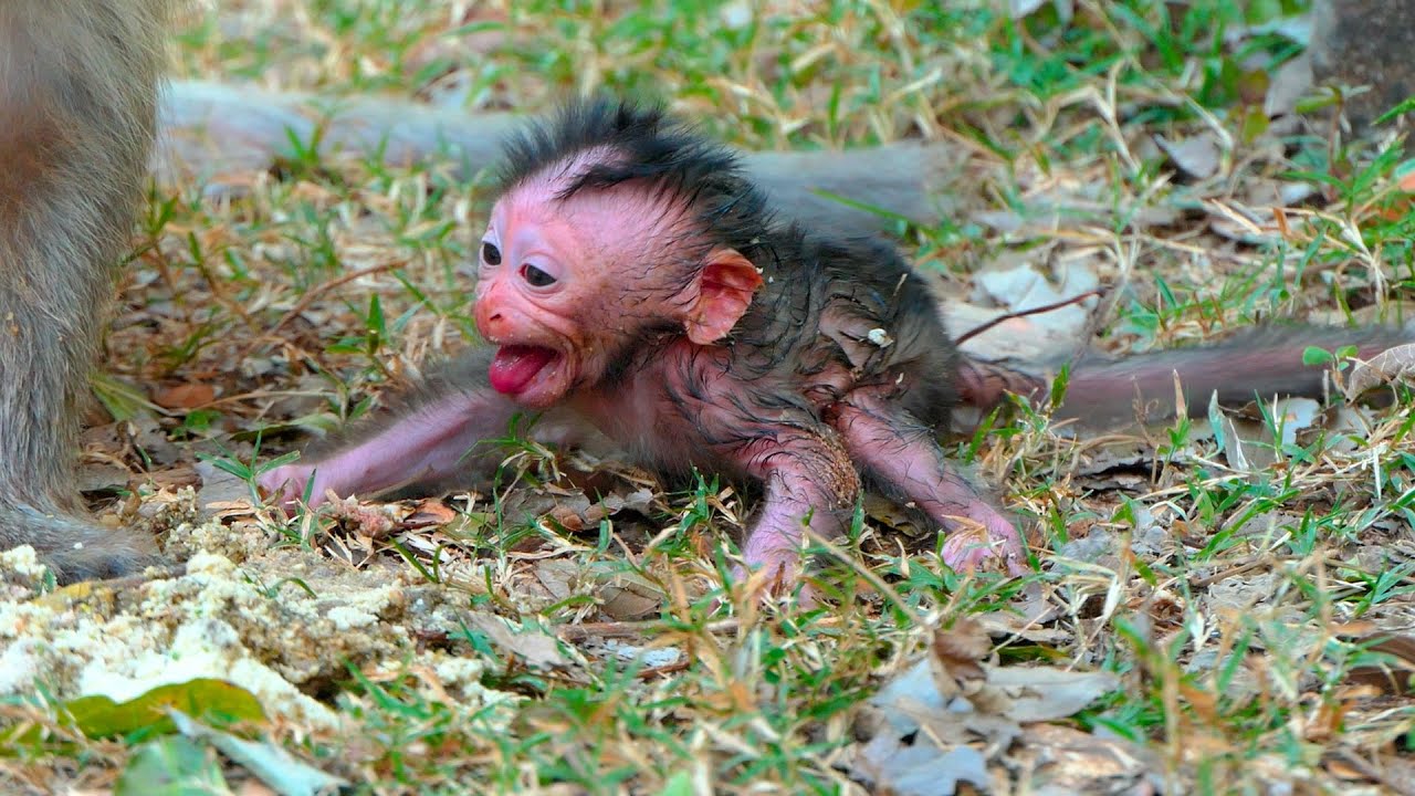 A Newborn Baby Monkey Gently Seeking Comfort and Milk While His Mother Rests Nearby