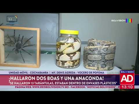 Hallan dos boas y una anaconda dentro de una vivienda en Quillacollo
