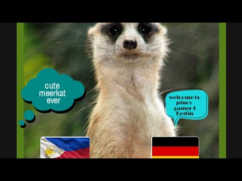 Magic meerkat moments-Pinoy Gamer