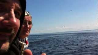 preview picture of video 'SPECTACULAR!! Whale Watching Tadoussac, QC'