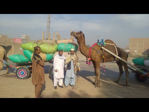 Camel 🐪 beautiful ❤️❤️❤️