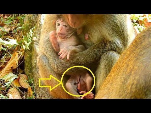 Look! Newborn Eleno Try To Leave From Mom But Mom Not Give | He Still Has Cordon Umbilical