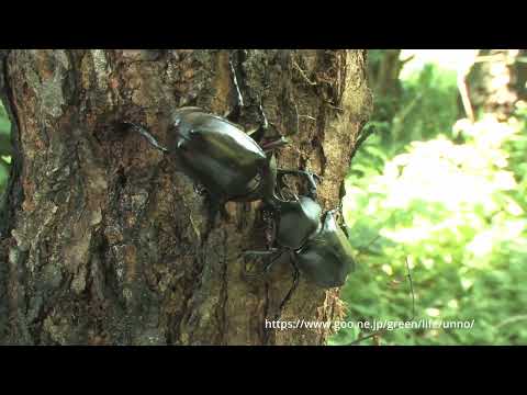 カブトムシの戦い