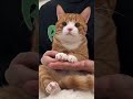 Orange Cat Meow