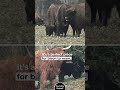 Why the Marine Corps Maintains Its Private Herd of American Bison #shorts