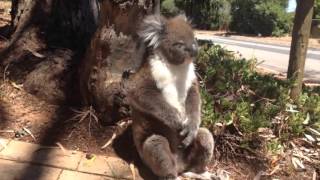 Ağaçtan atılan sevimli koala böyle isyan etti 