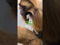 Monky Meeting Monky Meeting Part 2 Meeting Meeting Monkey Meeting Tiktok Animals Shorts Reaction