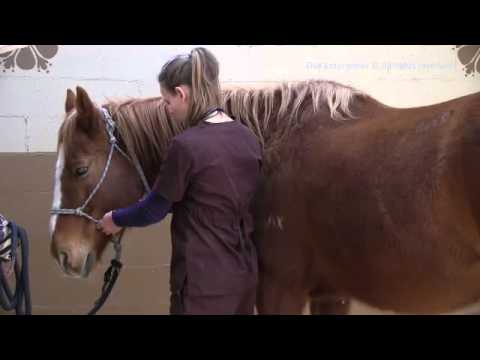 How to Take a TPR in a Horse