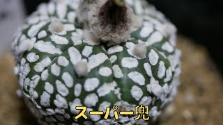 サボテンの品種紹介 | Astrophytum [アストロフィツム スーパー兜]
