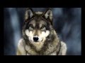 She Wolf cover 