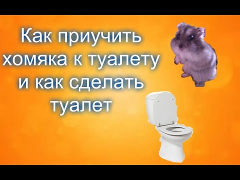 Как приучить хомяка к туалету. Сложно ли приучить хомяка к туалету. Как приучить хомяка к туалету. Как приучить хомяка к туалету. Как приручить хомяка к туалету.