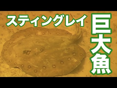 巨大淡水魚 アハイア・グランディ, ポタモトリゴン・モトロ 南米 生息地 の 水中映像 スティングレイ