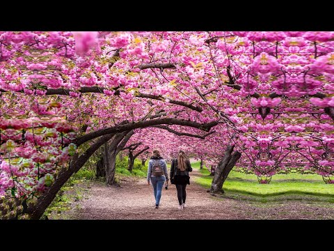 MOST BEAUTIFUL Cherry Blossom Trees in the World