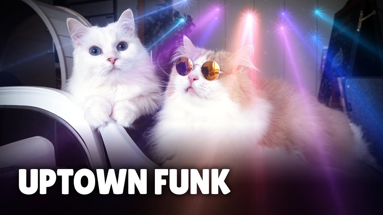 Cat Song 2 thumbnail