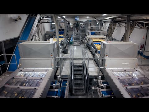 Wyma Case Study | How Iberica de Patatas Transformed Their Potato Processing Line
