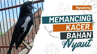 Download lagu Terapi kacer ngeplong pagi hari, bikin bahan cepat bunyi, Masteran kacer durasi panjang berjam jam mp3