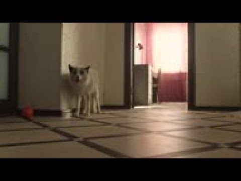 Foxes from Soviet experiment kept as pets