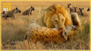 GÉANTS SAUVAGES – Combat pour la domination | Documentaire Animalier De La Nature