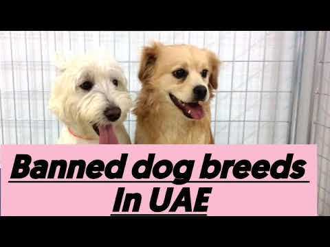 Banned dog breeds in UAE/Dubai