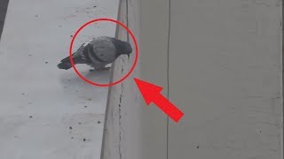 Download lagu SEDIH HATI LIHATNYA...TERNYATA BURUNG BISA BUNUH DIRI mp3