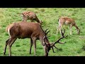 Deer Deer Video Deer Baby Deer 139 Harin Harin Video Harin Ka Baccha Deer Drawing हरिन