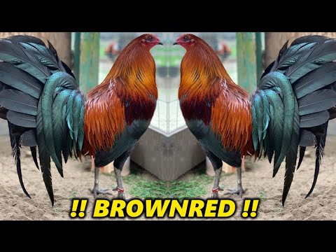 Larry Romero Raptor Sweater Brownred JORGE FARM Hawaii - Beautiful Birds Farm Visit