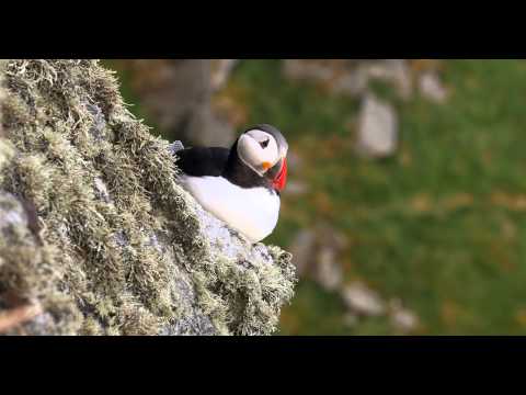 Runde - The Bird Island