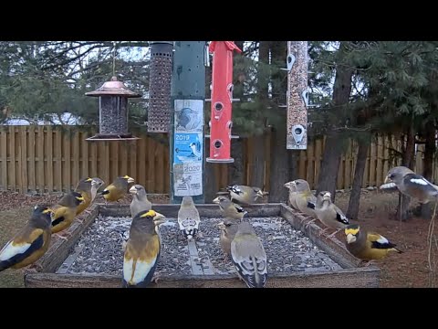 Male And Female Evening Grosbeaks Take Sides At The Ontario FeederWatch Cam – Nov. 19, 2024