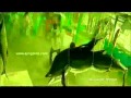 Villu Fight Scene By D N K R M HD Wmv