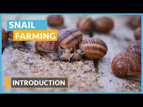 Snail Farming Lesson 1 Introduction