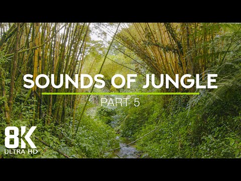 8 HOURS Relaxing Jungle Stream + Exotic Bird Songs in Tropical Rainforest 8K - Part #5