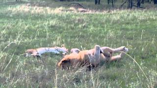 Lion Love @ Serengeti #1