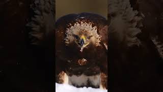 hawk eyes 🦅 😱😱          #shorts