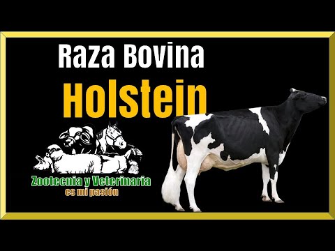 , title : '✅  Raza Bovina Holstein 🐮 Características y producción'